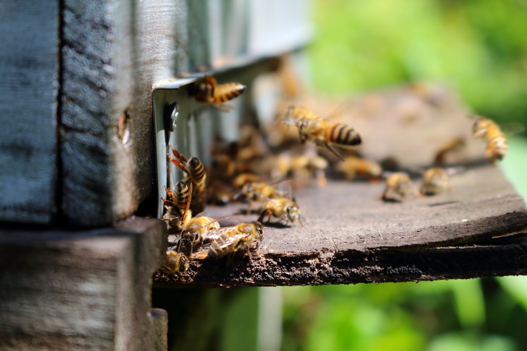 Fleur de Bourbon Pointu