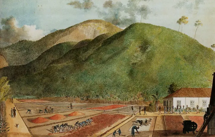 Histoire du Bourbon Pointu